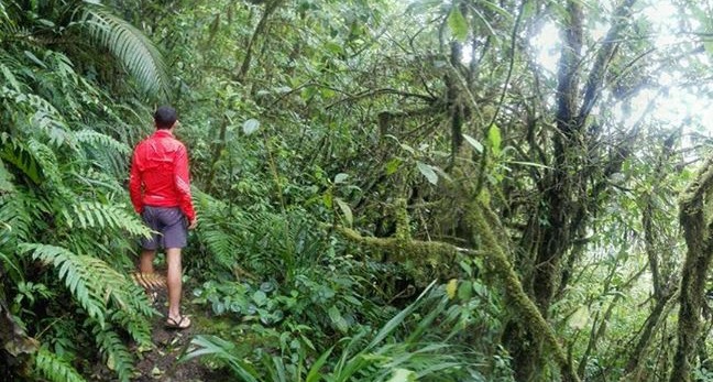 Runner in the jungle in Costa Rica