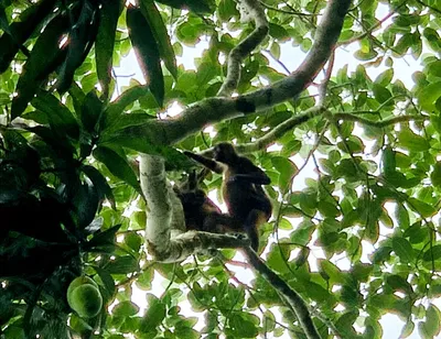 Congo Monkeys in trees in Costa Rica