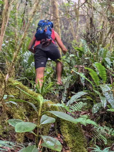 Adventure Runner going by the forest